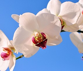 中卫正规助孕捐卵机构，附正规捐卵机构报名表！